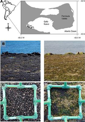 <mark class="highlighted">Mass Mortality</mark> of Foundation Species on Rocky Shores: Testing a Methodology for a Continental Monitoring Program